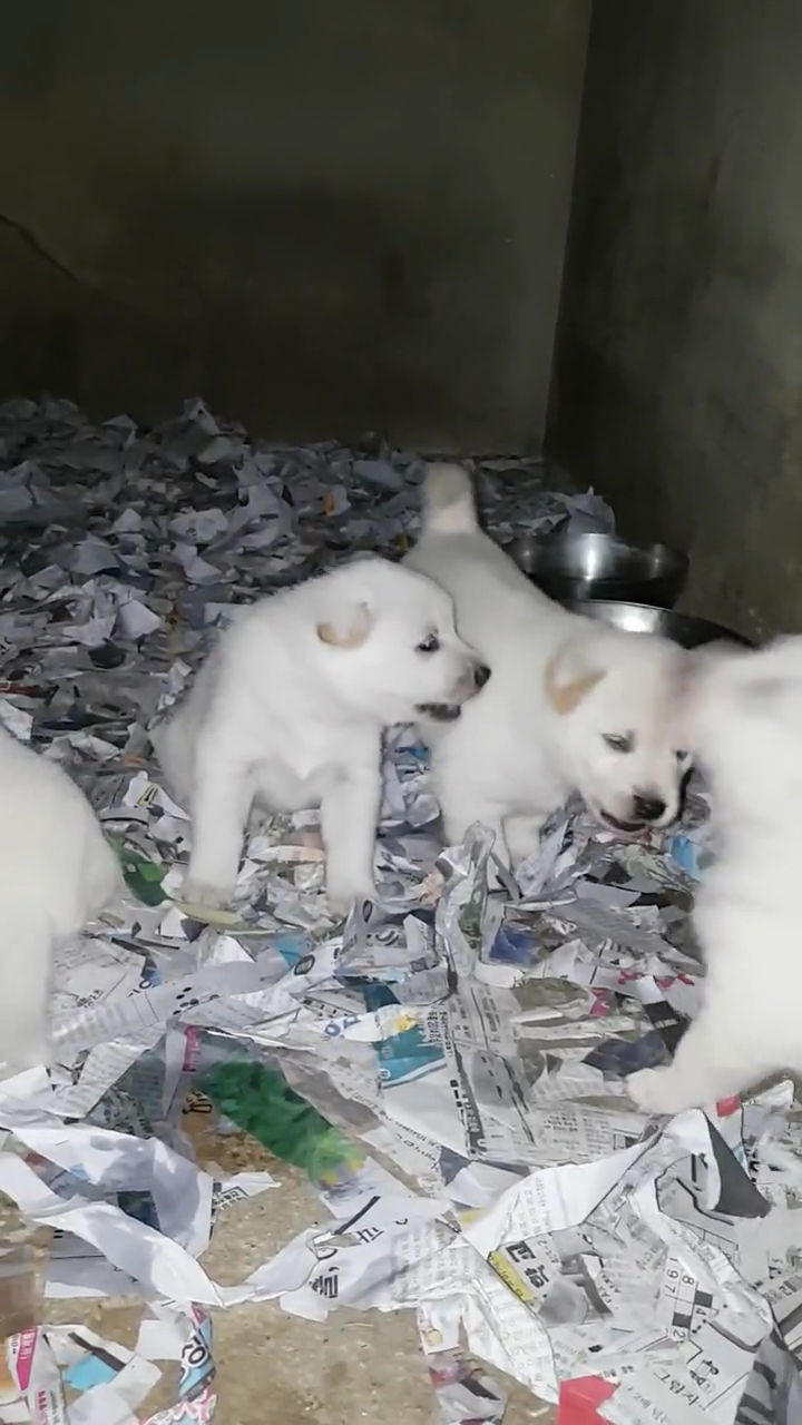 심쿵주의~ 한국진투 KJT 강아지들 | 인스티즈
