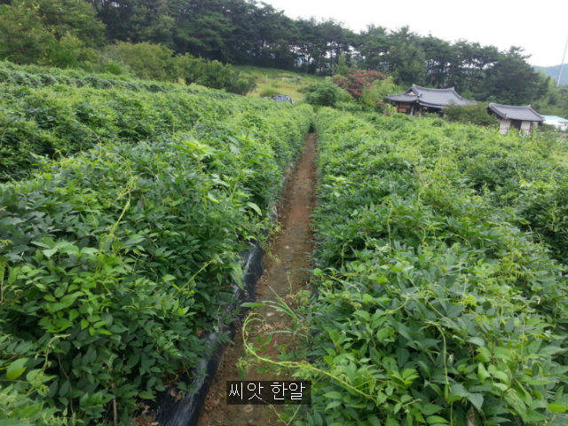 대풍로또 이미지