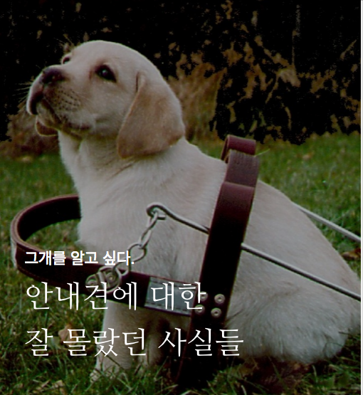 안내견에 대한 잘 몰랐던 사실들.. 그 개를 알고싶다! 안내견편!! | 인스티즈