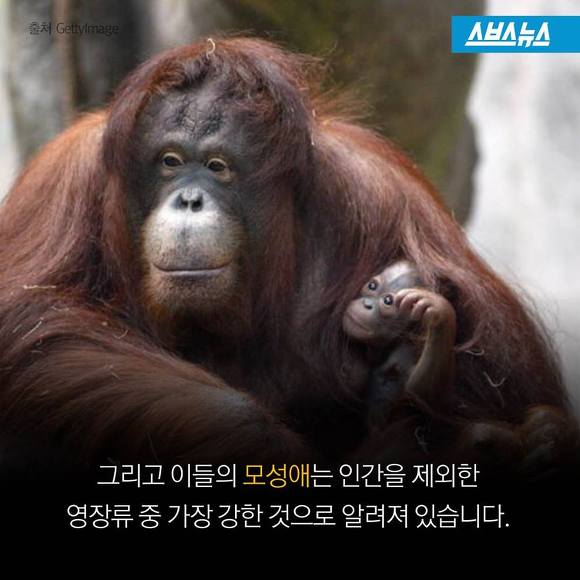 숲에 사는 사람들 | 인스티즈