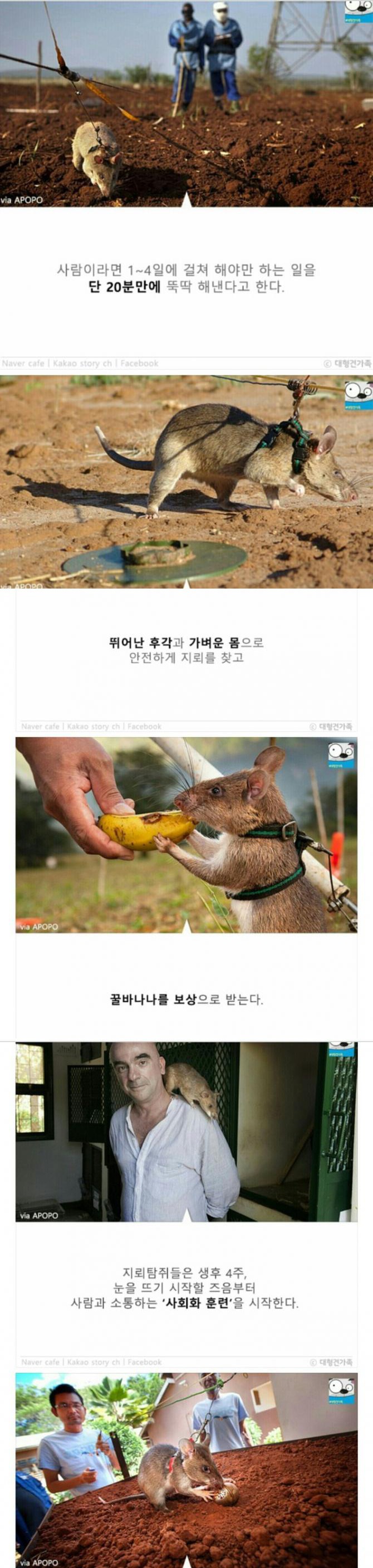 성공률 100％ 사망율 0％ | 인스티즈
