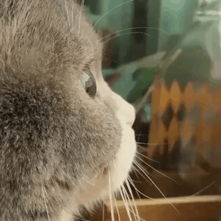 뭔가 아련.gif | 인스티즈