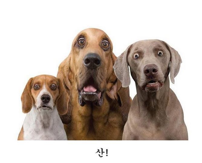 강아지들에게 장난으로 절대 해서는 안될말!!!! | 인스티즈