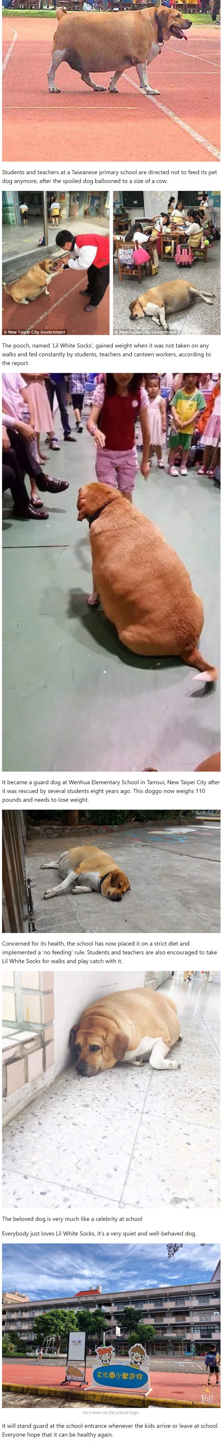 학교에서 기르는 강아지가 비만견이 된 후 | 인스티즈