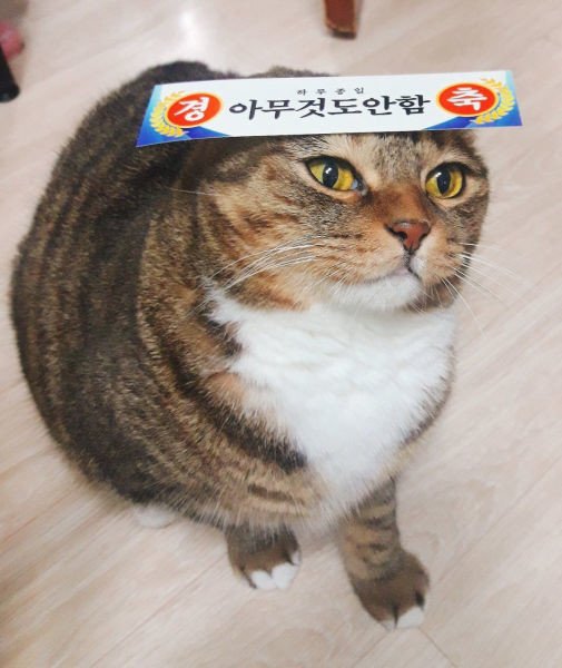 집에서 고양이가 뭐하는지 궁금해 CCTV를 설치했다 | 인스티즈