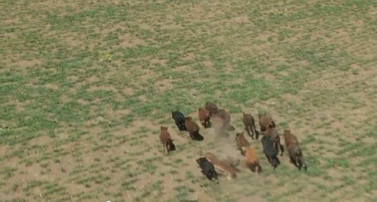 미국의 멧돼지 사냥 투어 | 인스티즈