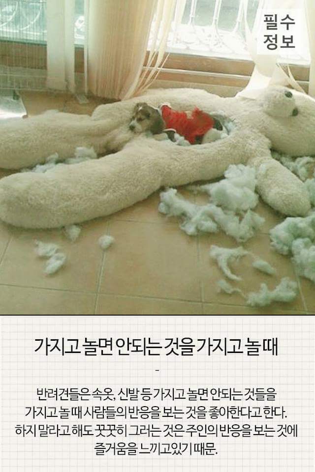 반려견이 기분 좋을때 하는 행동 | 인스티즈