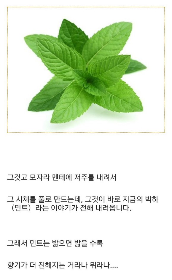 민트의 유래.jpg | 인스티즈