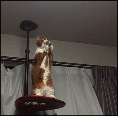 나만고양이없어! 고양이 gifjpg | 인스티즈