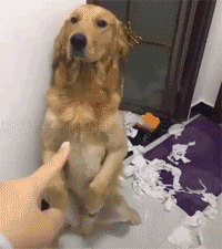 개를 너무 혼내면 안되는 이유.gif | 인스티즈