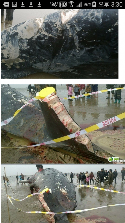 중국 해변에 밀려온 고래 | 인스티즈