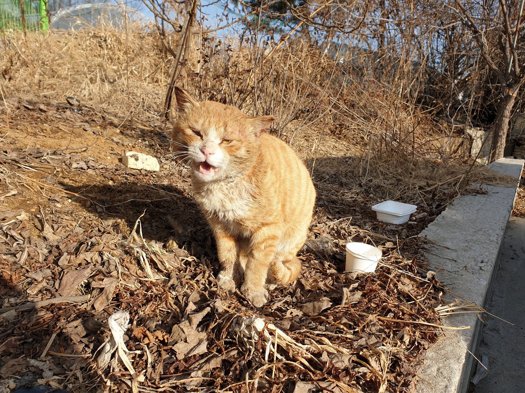 무적의 고양이 노랑이 | 인스티즈