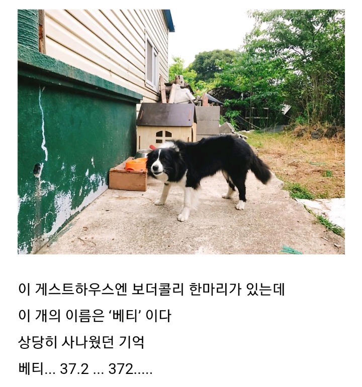 영화를 모방한 범죄일지도 모르는 제주도 게스트하우스 살인사건 | 인스티즈