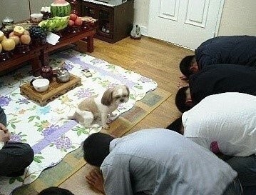 개 키우는 집 추석날 특징.jpg | 인스티즈