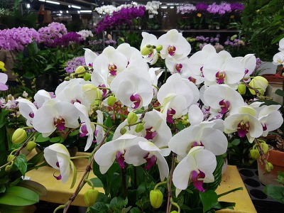 9934A54B5C8845962792FC