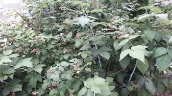 993654405D0C4F042C44F0