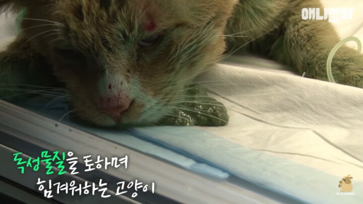 길고양이 학대하는 방법도 이젠 | 인스티즈