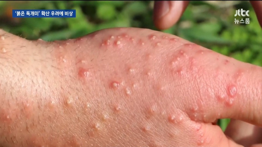 위험한 붉은 독개미 국내 유입 | 인스티즈