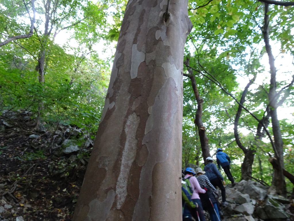 수도산자연휴양림 이미지