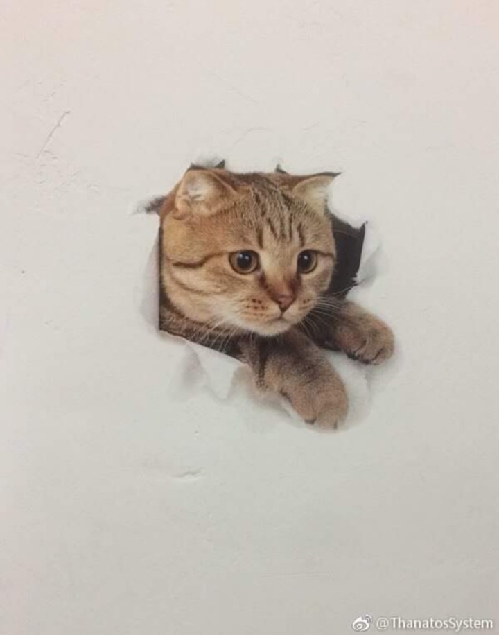 벽찢고 튀어나온 고양이를 본 고양이 | 인스티즈