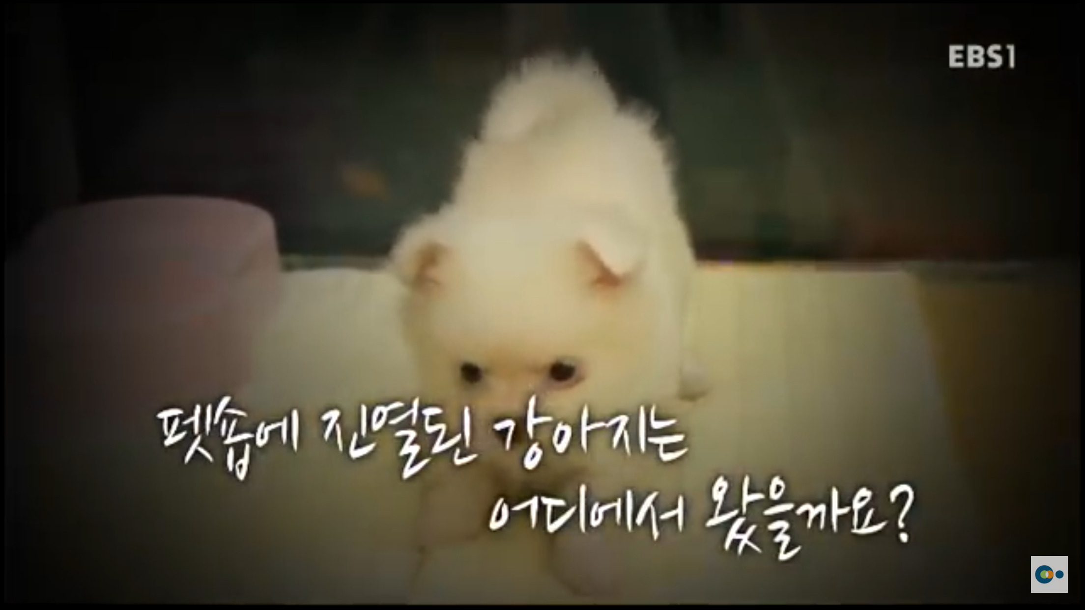 EBS 강아지 공장을 아시나요? / 강아지 공장에 갑니다 | 인스티즈