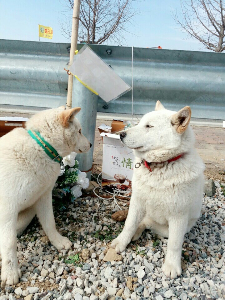 혹시 창녕 매실이 사건알아?부탁이야 우리 백구도 누가데려가버렸어. 나 우리 백구도 이렇게 잃으면 죽어버릴거야. 혹시 우리백구 본사람 임보라도 해줘 부탁 | 인스티즈