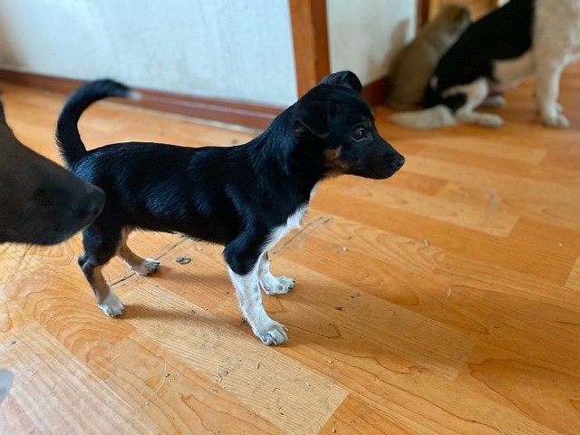 사설 유기견 보호소에 철거 명령이 떨어졌습니다ㅠㅠ관심부탁드려요!! (입양홍보) | 인스티즈