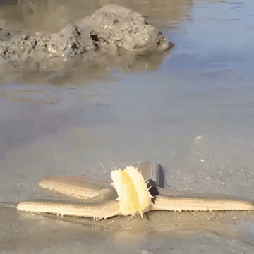 불가사리 걷는 짤.gif | 인스티즈