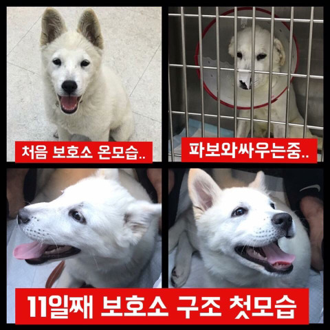 파보걸려 죽어가는 아기백구 후원부탁해 외면하지말아줘ㅠㅠㅠ | 인스티즈