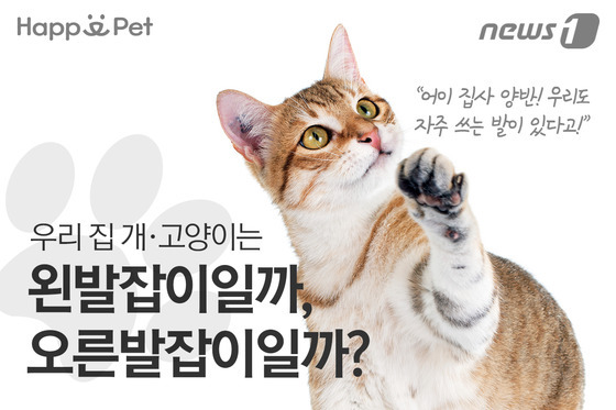 우리 개·고양이는 왼발잡이? 오른발잡이? | 인스티즈