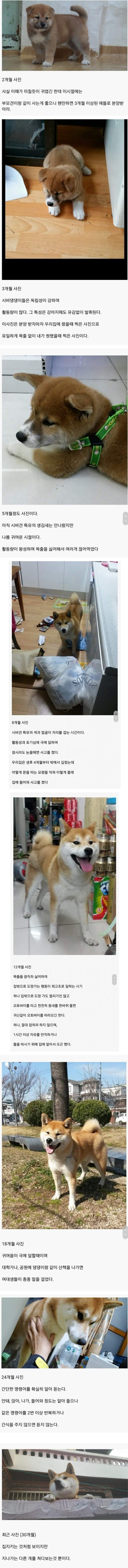 시바견의 성장 과정 | 인스티즈