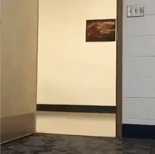 훼이크에 속은 댕댕이들.gif | 인스티즈