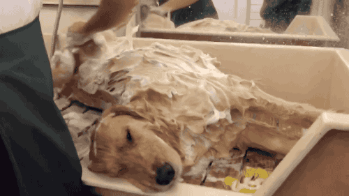 목욕하는 인절미.....gif | 인스티즈