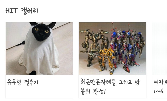 디씨에서 귀여움만으로 힛갤간 고양이 | 인스티즈