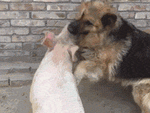다시는 돼지라고 무시하지 마라.gif | 인스티즈