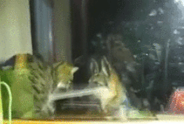 냥아치랑 댕댕이.gif | 인스티즈