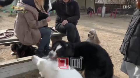 지리는 강아지 강씨 강형욱 훈련사님의 위엄 | 인스티즈