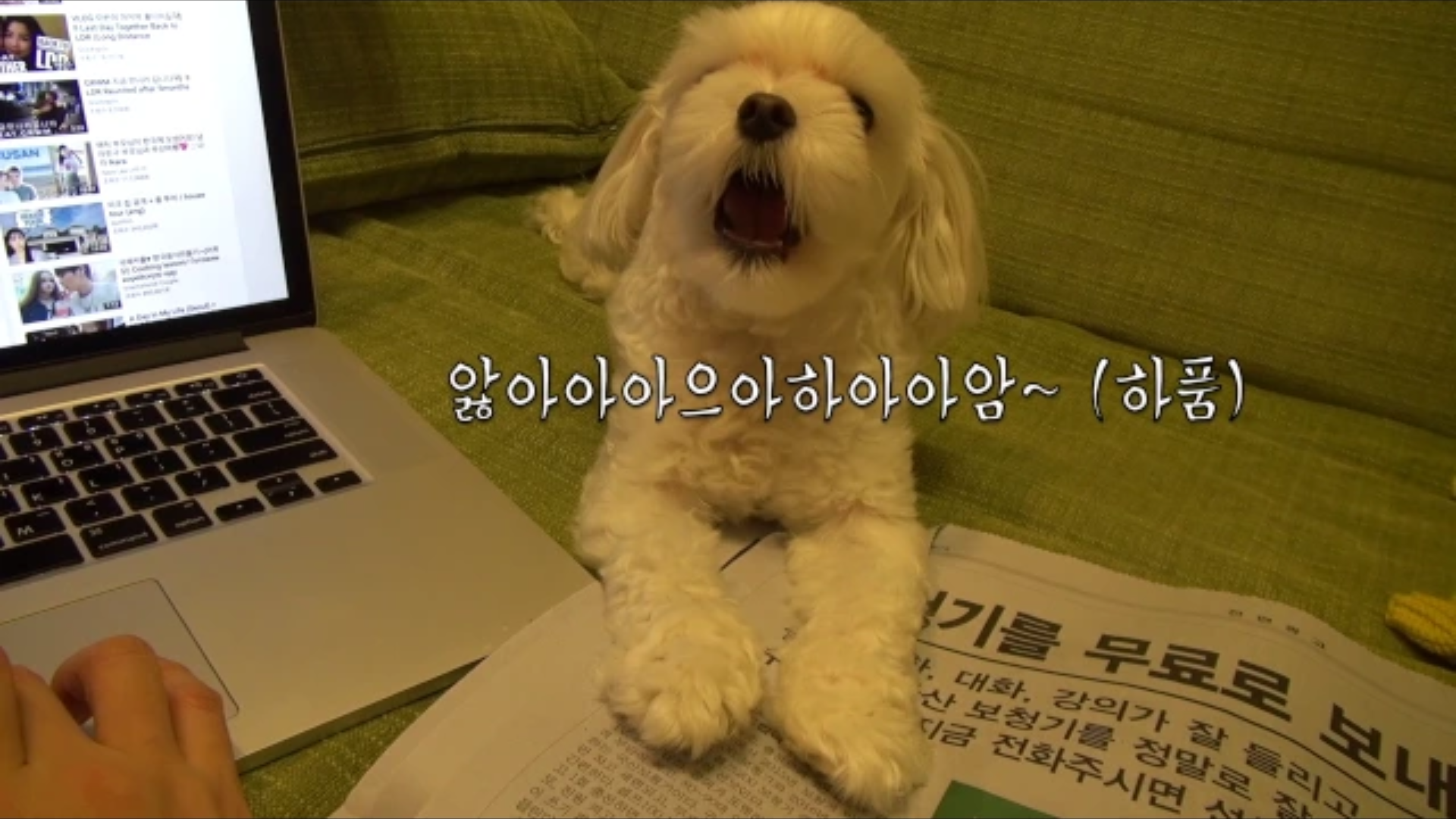 [더빙] 놀아달라고 떼쓰는 강유미네 강아지 마쵸/심장주의^^/ | 인스티즈