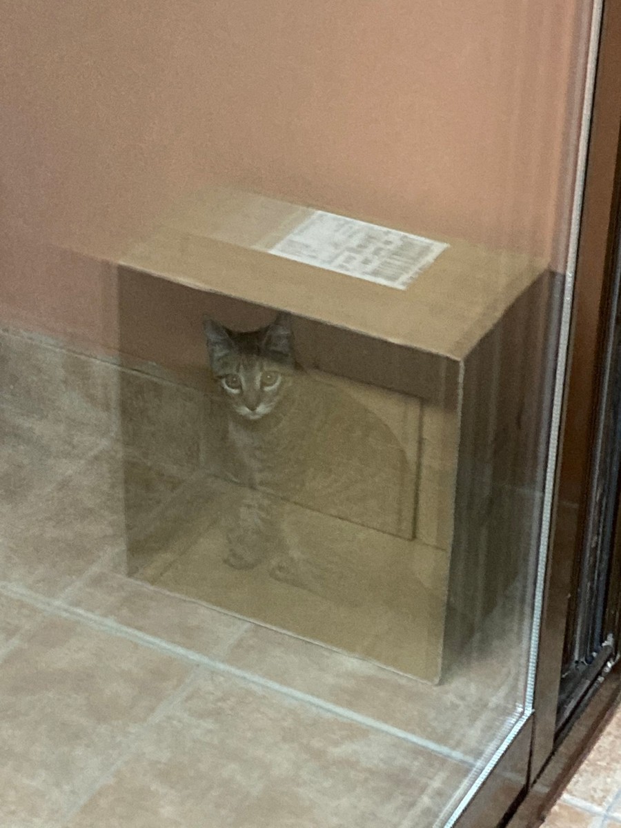 고양이 박스 .jpg | 인스티즈