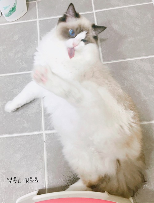 랙돌 고양이 쵸쵸의 매력에 빠져들것이다 | 인스티즈