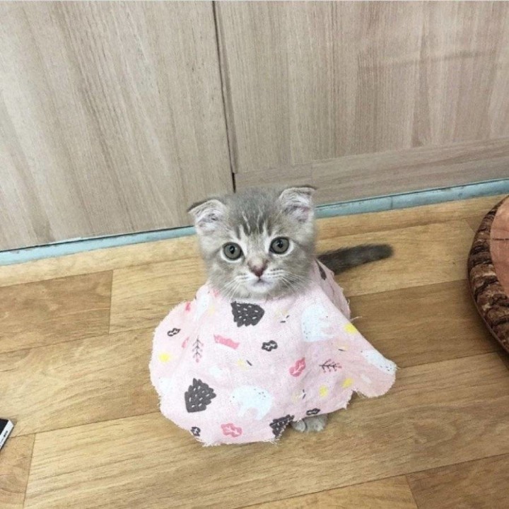 공시생 공부 방해하는 못된 고양이...jpg | 인스티즈