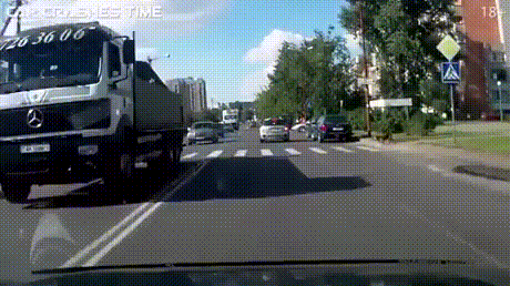 여러 동물들이 찻길을 건너는 방법.gif | 인스티즈
