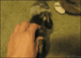 [데이터주의] 동물 움짤 .GIF | 인스티즈