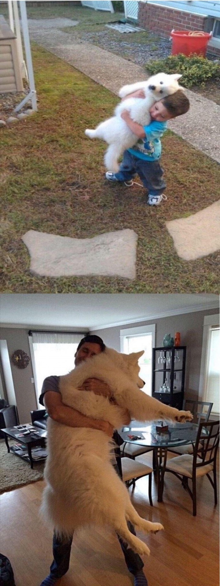 어릴적 나보다 컸던 강아지는...... | 인스티즈