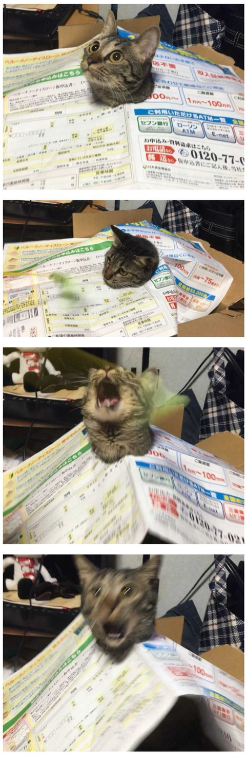 응?(만족) 뭐지 나를 살려라!!!!!!!!!! | 인스티즈