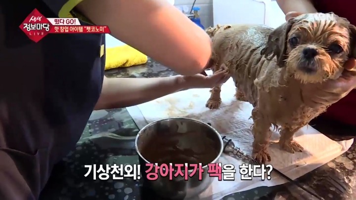 강아지 아로마테라피.jpg | 인스티즈