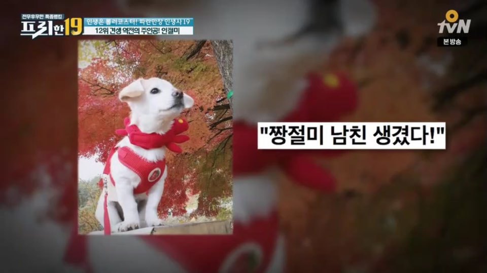 [인절미/짱절미] tvn 프리한19 견생역전의 주인공 | 인스티즈