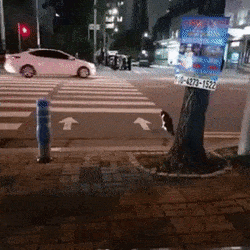 무단횡단 안하는 개과 고양이ㄷㄷㄷ.gif | 인스티즈