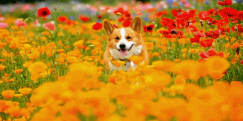 꽃밭에서 행복한 댕댕이.gif | 인스티즈