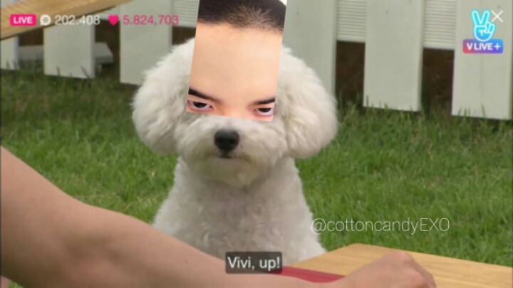 다 이미지